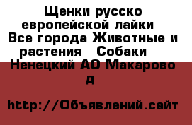 Щенки русско европейской лайки - Все города Животные и растения » Собаки   . Ненецкий АО,Макарово д.